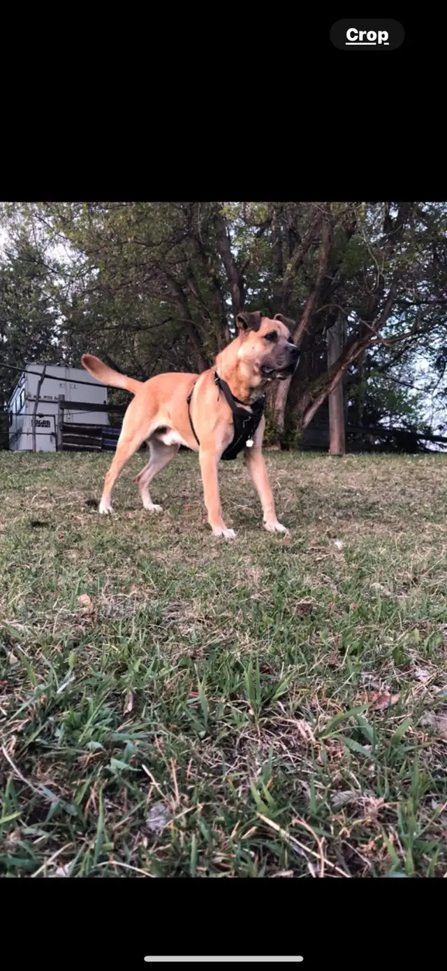 English mastiff cross Serbian mastiff puppies in Dogs & Puppies for Rehoming in Edmonton - Image 8