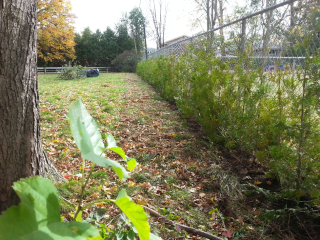 ☆☆CEDAR TREES☆☆ in Plants, Fertilizer & Soil in Oshawa / Durham Region - Image 3