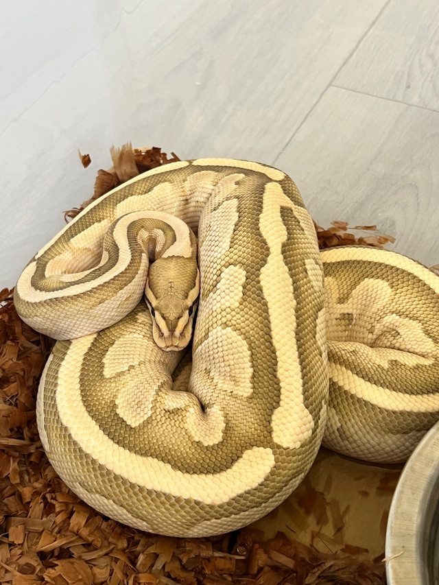 ball pythons needing new homes!  in Reptiles & Amphibians for Rehoming in Mission