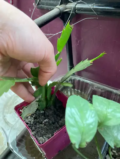 Christmas cactus, View more