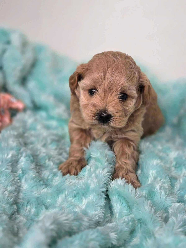 Cockapoos minis dans Chiens et chiots à adopter  à Ville de Montréal - Image 2