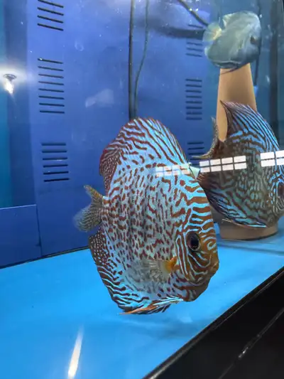 discus fish, View more