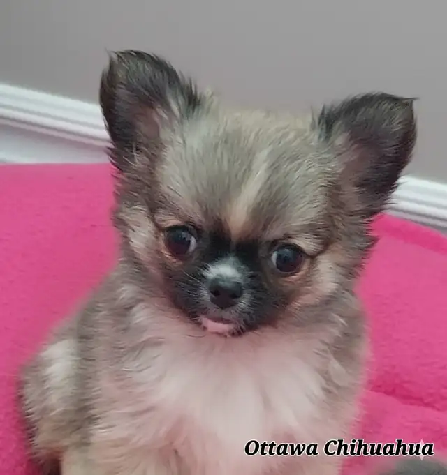 ✨️"Ottawa Chihuahua" Male Long-Coat, 3 months/1.11 lbs.! in Dogs & Puppies for Rehoming in Ottawa - Image 6
