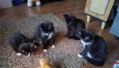 Chatons pour adoption, View more