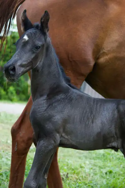 Foals and in utero sport horses/warmbloods, View more