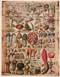 10 Antique Book Pages: Fruit, Vegetables, Flowers