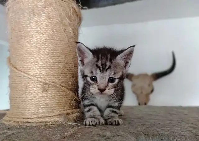 Chaton Highland Lynx desert in Cats & Kittens for Rehoming in Sherbrooke - Image 6