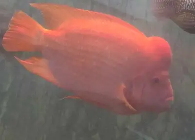 Midus cichlid, View more