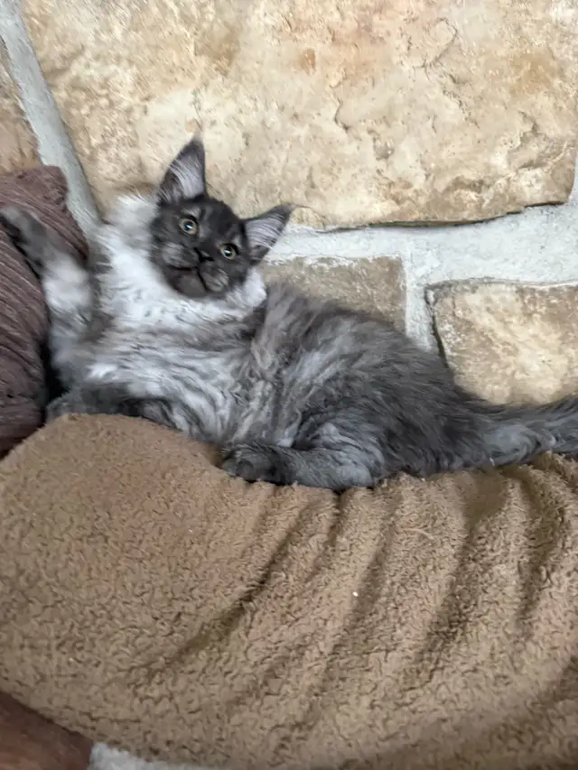 Chaton Maine Coon enregistré TICA