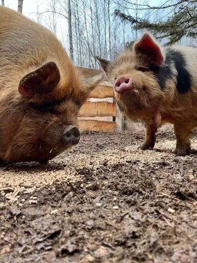 pigs up for discussion, View more