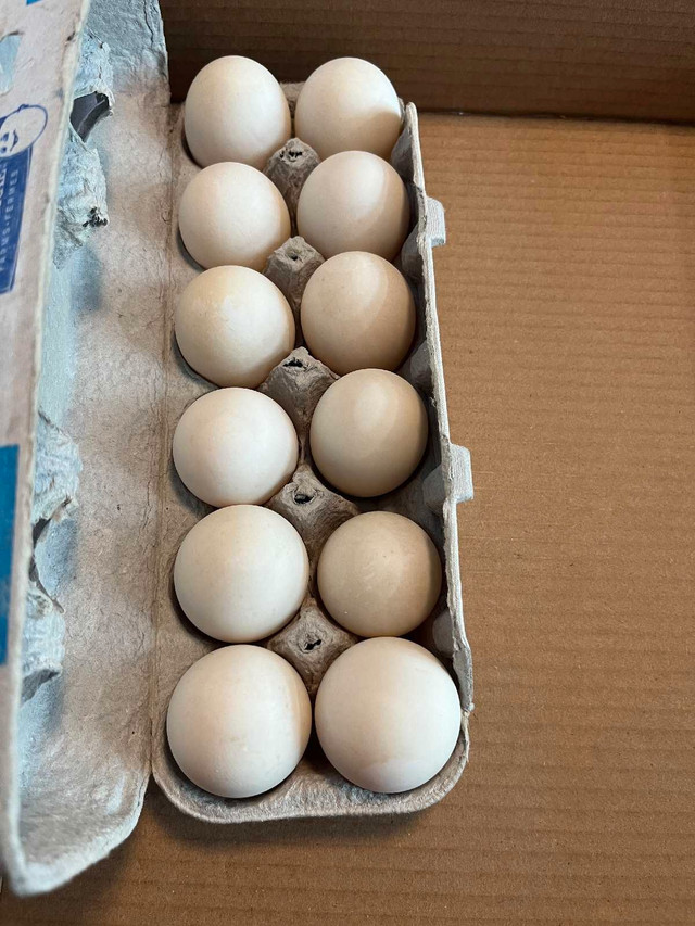 Farm Fresh Eggs in Other in Napanee