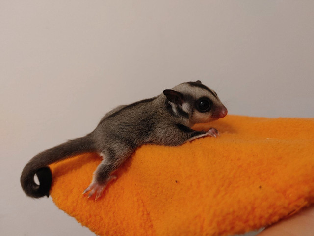 Four different looking sugar glider joeys 2 are ready to adopt. in Small Animals for Rehoming in Leamington - Image 4