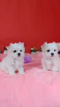Premium Snow-white Maltese Puppies