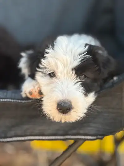F1 sheepadoodles  waitlist started for next litter, View more