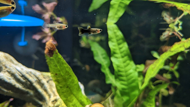 Rare Blue Moscow Guppies in Fish for Rehoming in Vancouver - Image 2