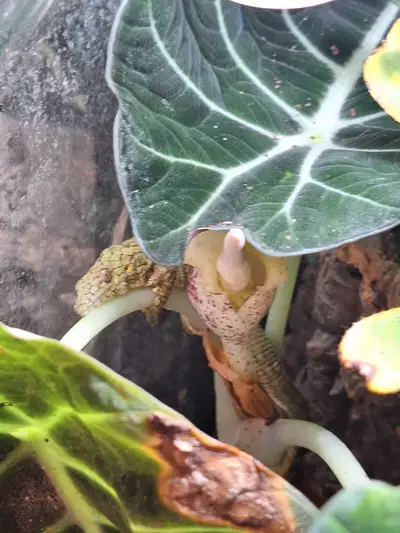 Hello there! I am now accepting micro geckos of various species! I have much experience with various...