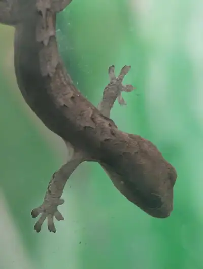 Mourning geckos , View more