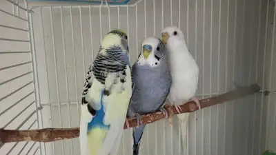 beautiful budgies , View more
