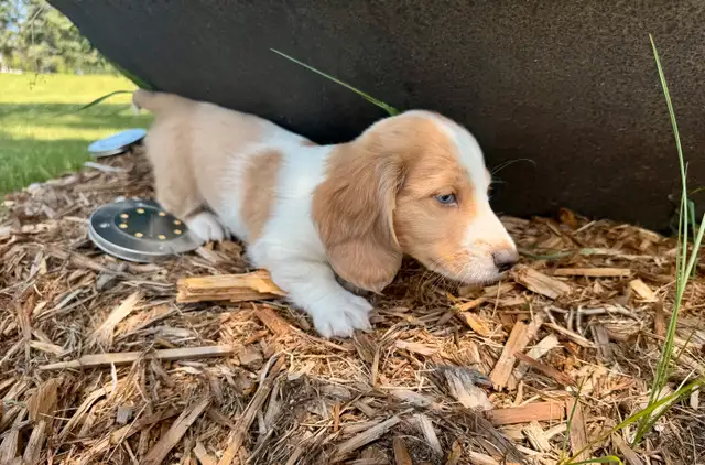 Dachshund puppies in Dogs & Puppies for Rehoming in St. Albert - Image 2