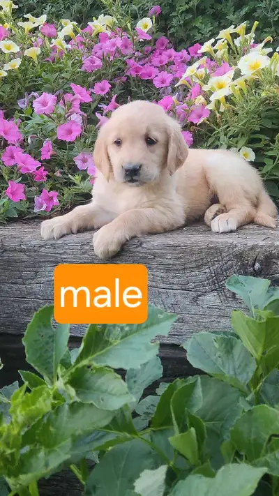 Purebred Golden Retriever Puppies, View more