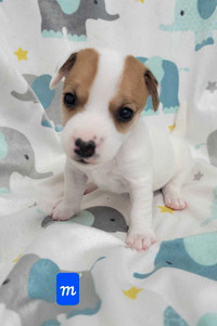 Chiots jack Russel 