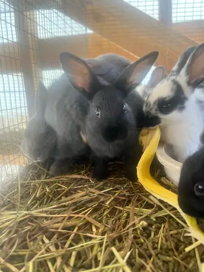 NZ rabbits, View more