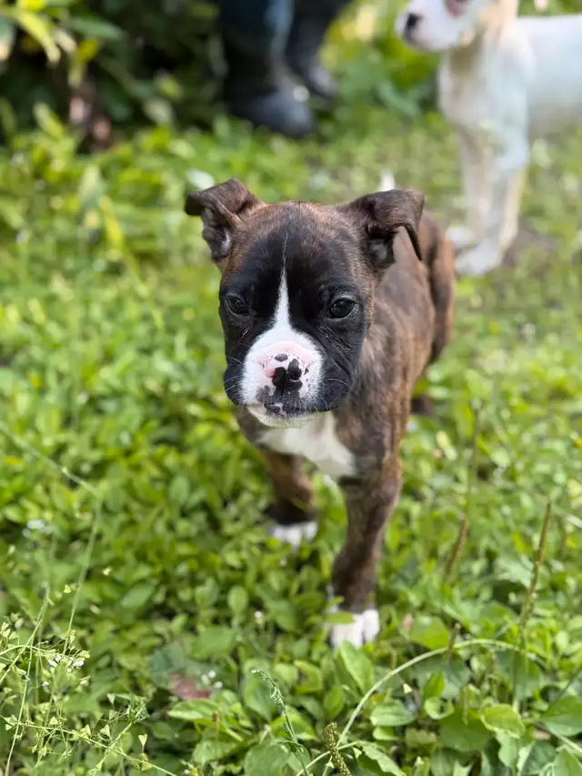 American Bulldog/Boxer  Mixed Puppies  for Sale in Dogs & Puppies for Rehoming in Edmonton - Image 2