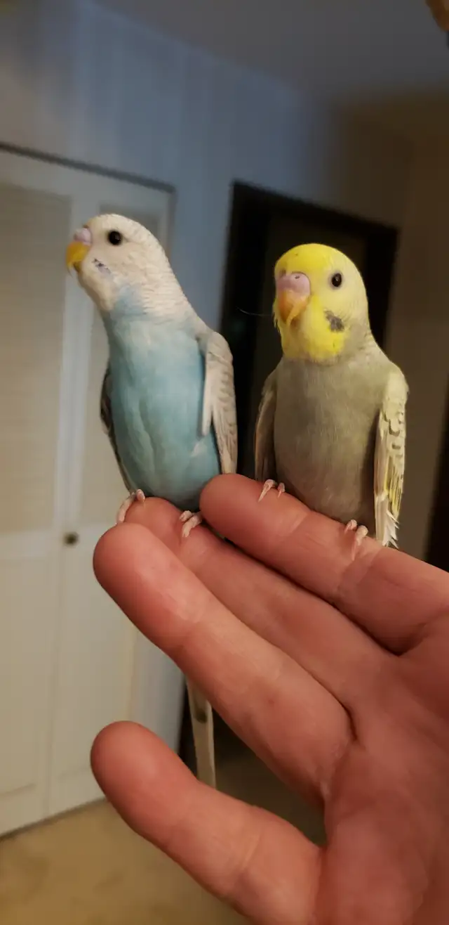 Hand tamed baby budgies. 2 available. in Birds for Rehoming in Tricities/Pitt/Maple - Image 3