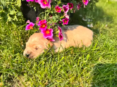 We have a 5 gorgeous purebred Golden Retriever puppies left! Three males, 2 females. They are ready...