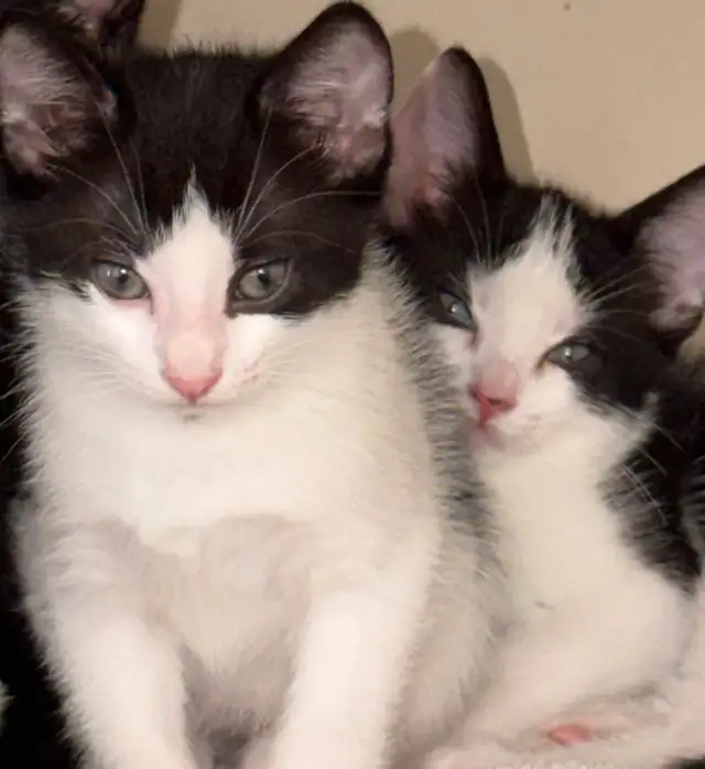 Kittens-   pest control lineage in Cats & Kittens for Rehoming in Delta/Surrey/Langley - Image 3