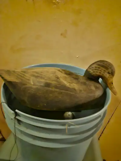 ducks for hunting, View more