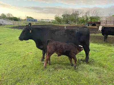 Purebred black angus cow for sale with 2 month old Angus/Hereford bull calf at side. Calf has been r...