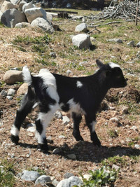 Pygmy X Nigerian Dwarf buckling goat kid