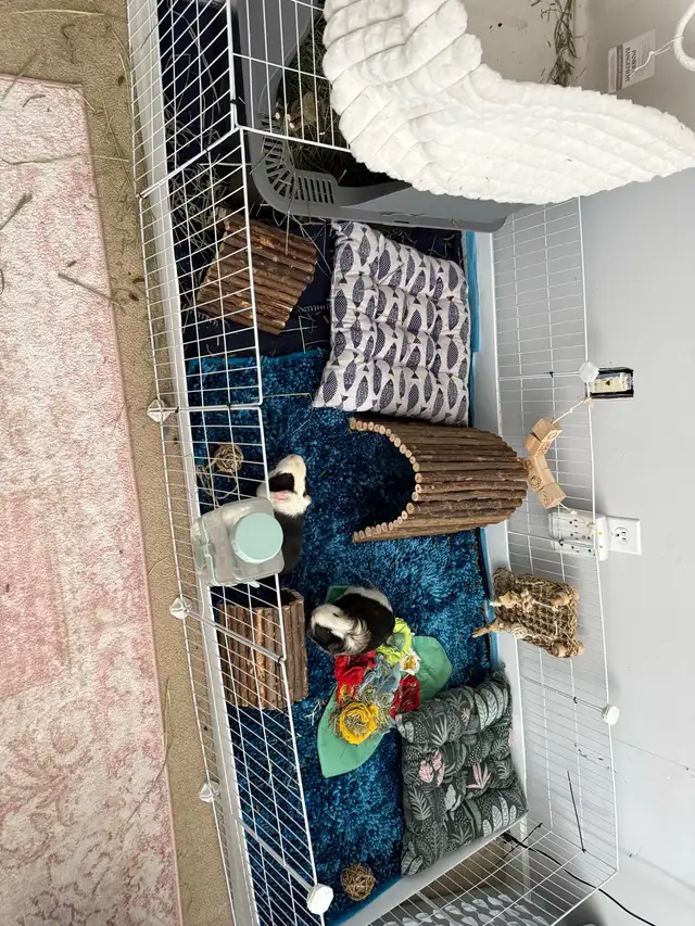 Guinea Pig  in Small Animals for Rehoming in Delta/Surrey/Langley - Image 3