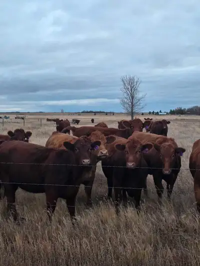90 Red Angus Bred Heifers!! Quiet & use to being handled! Weighing approx 1100lbs Bulls out June 12-...