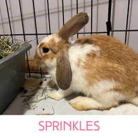 Sprinkles - Spayed Female