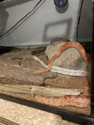 Corn snake for sale moving and can't bring it