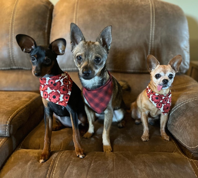 LOOKING for a place to rent ! Long Term Rentals Annapolis Valley