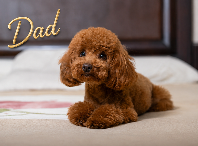 Toy poodle puppies in Dogs & Puppies for Rehoming in City of Toronto - Image 10