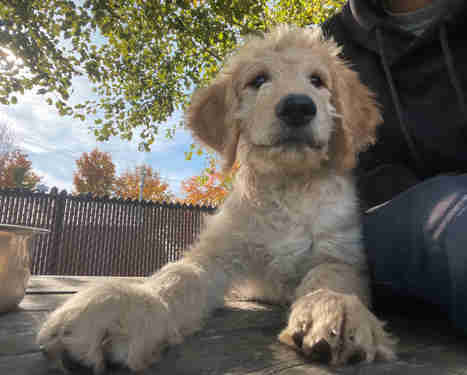 Goldendoodles F1 prêts à partir! Parents testés OFA dans Chiens et chiots à adopter  à Ville de Québec - Image 2