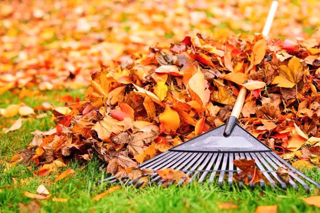 fall clean up leaf raker available anytime 63860085716737121