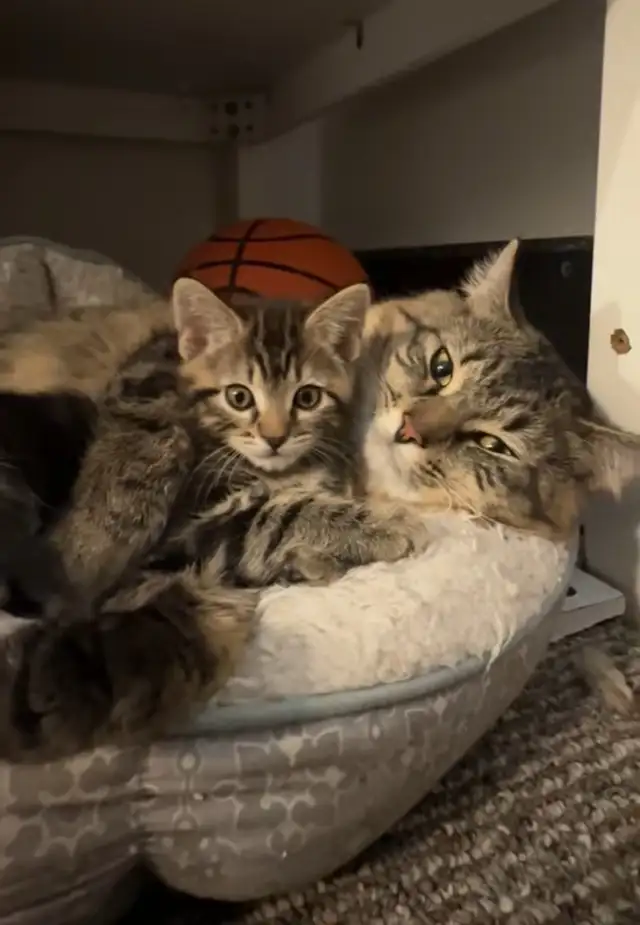 FEB 25 Available Fluffy Russian Blue x Siberian Kitten