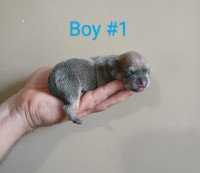5 boys chihuahua pups left