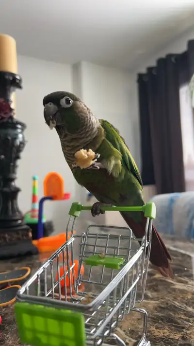 Male Green Cheek Conure, View more