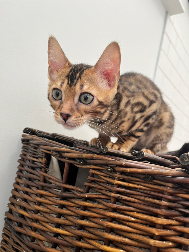 Purebred Bengal Kittens in Cats & Kittens for Rehoming in Belleville - Image 3
