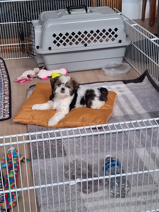 Pets531197322582435843