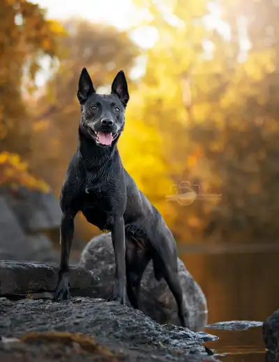 KNPV Dutchie Female 2yrs, View more