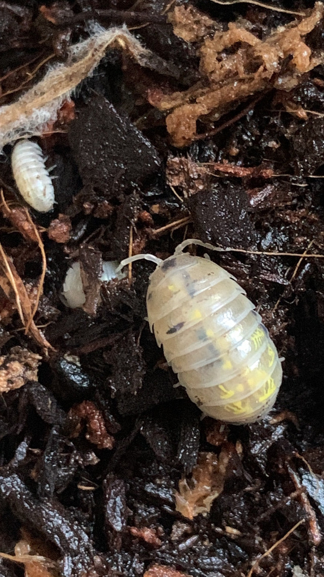 Magic potion isopods  in Other Pets for Rehoming in Edmonton