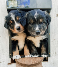 Bernese x border collie puppies 