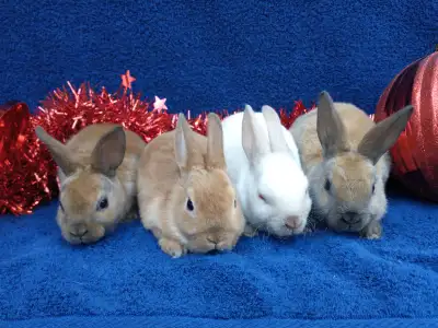 Bébé lapin mini rex nain*  baby mini rex bunny rabbit, View more